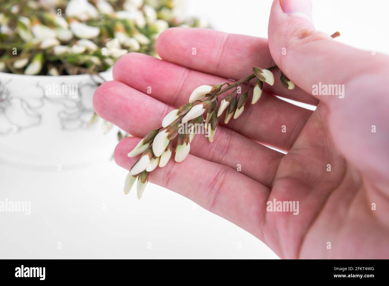 Fleur de Sophora japonica, nourriture de printemps chinoise, Banque D'Images