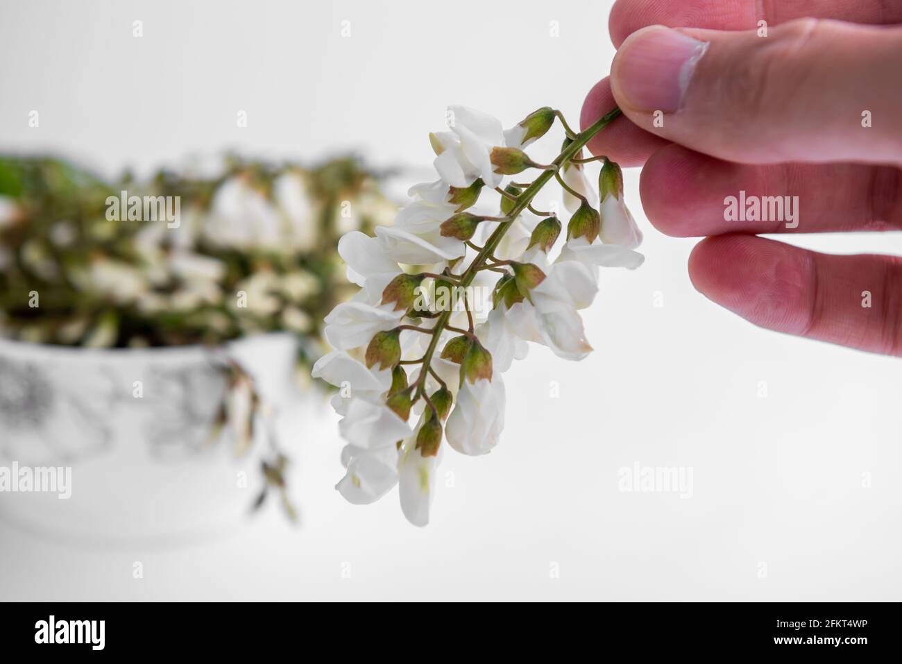 Fleur de Sophora japonica, nourriture de printemps chinoise, Banque D'Images