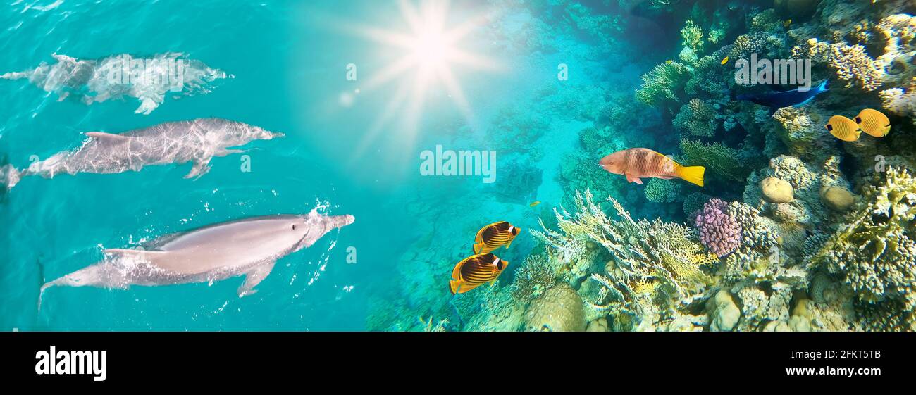 Scène sous-marine avec dauphins et récif de corail coloré plein de poissons rouges. Carte postale de la vie marine Banque D'Images