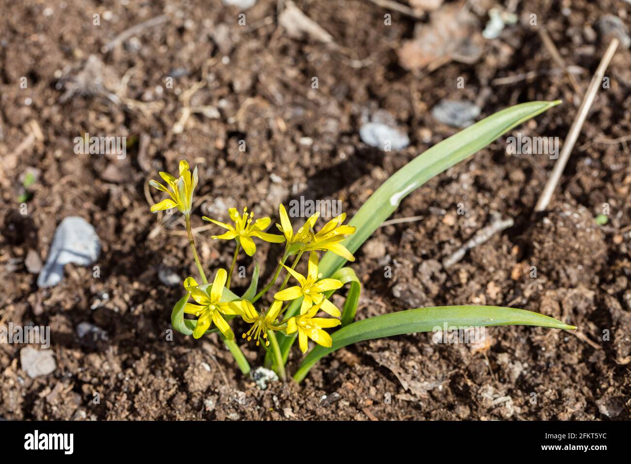 Étoile jaune-de-Bethléem, Vårlök (Gagea lutea) Banque D'Images