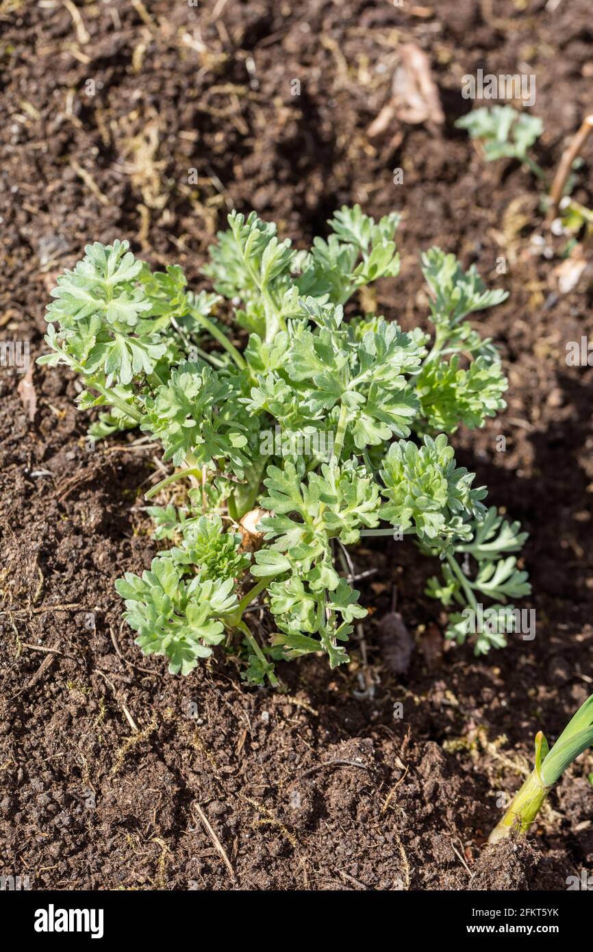 Malört Äkta, absinthe (Artemisia absinthium) Banque D'Images