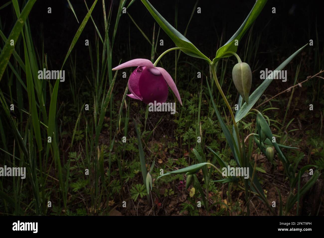 La lanterne de fée pourpre ou le globélily pourpre (Calochortus amoenus) est une fleur rare endémique aux contreforts de la sierra en Californie. Banque D'Images