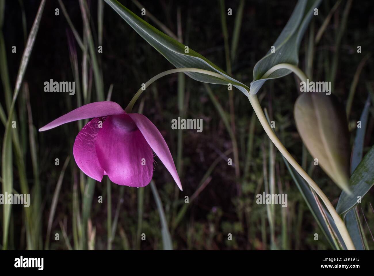 La lanterne de fée pourpre ou le globélily pourpre (Calochortus amoenus) est une fleur rare endémique aux contreforts de la sierra en Californie. Banque D'Images