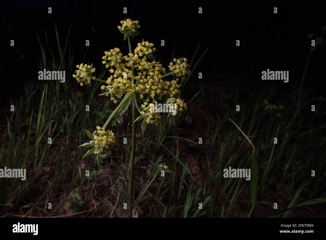 Plante à fleurs, Foothill Desert-Parsley (Lomatium utriculatum), une fleur sauvage originaire de l'ouest des États-Unis. De la forêt nationale de la Sierra en Californie. Banque D'Images