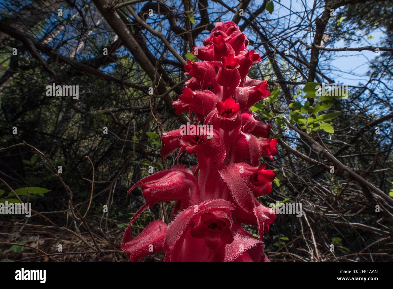 Une grande plante neigeuse (sarcodes sanguinea) plante parasitaire indigène à l'ouest et les sierras poussant dans une forêt en Californie. Banque D'Images