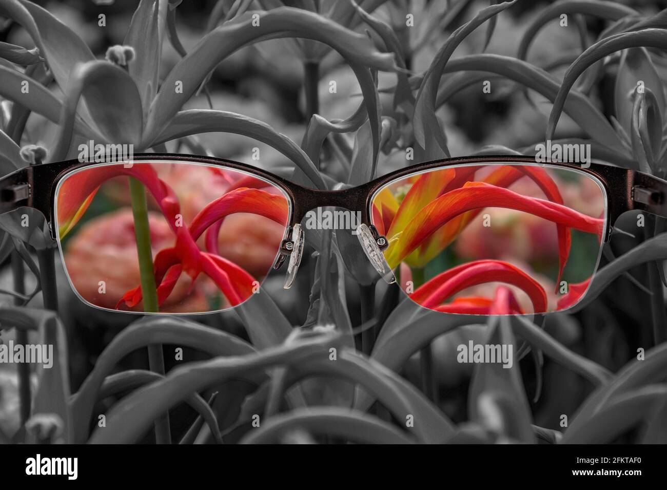 À travers le cadre des lunettes. Vue colorée des tulipes rouges en verres et fond monochrome. Perception du monde différente. Optimisme, désespoir, santé mentale Banque D'Images