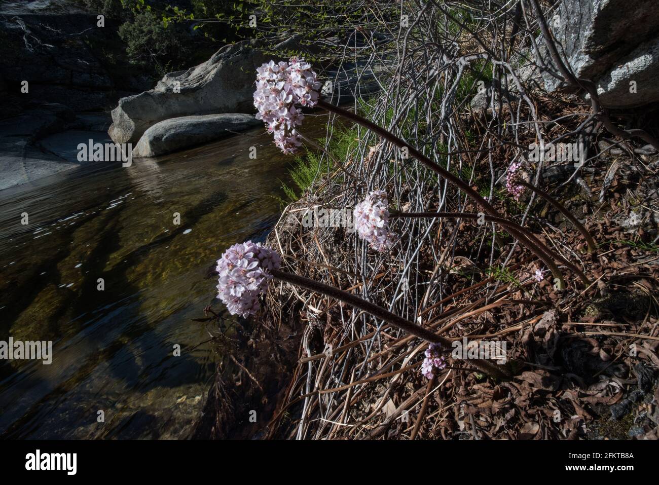 Darmera peltata (rhubarbe indienne) en pleine croissance dans la forêt nationale de la Sierra en Californie. Banque D'Images