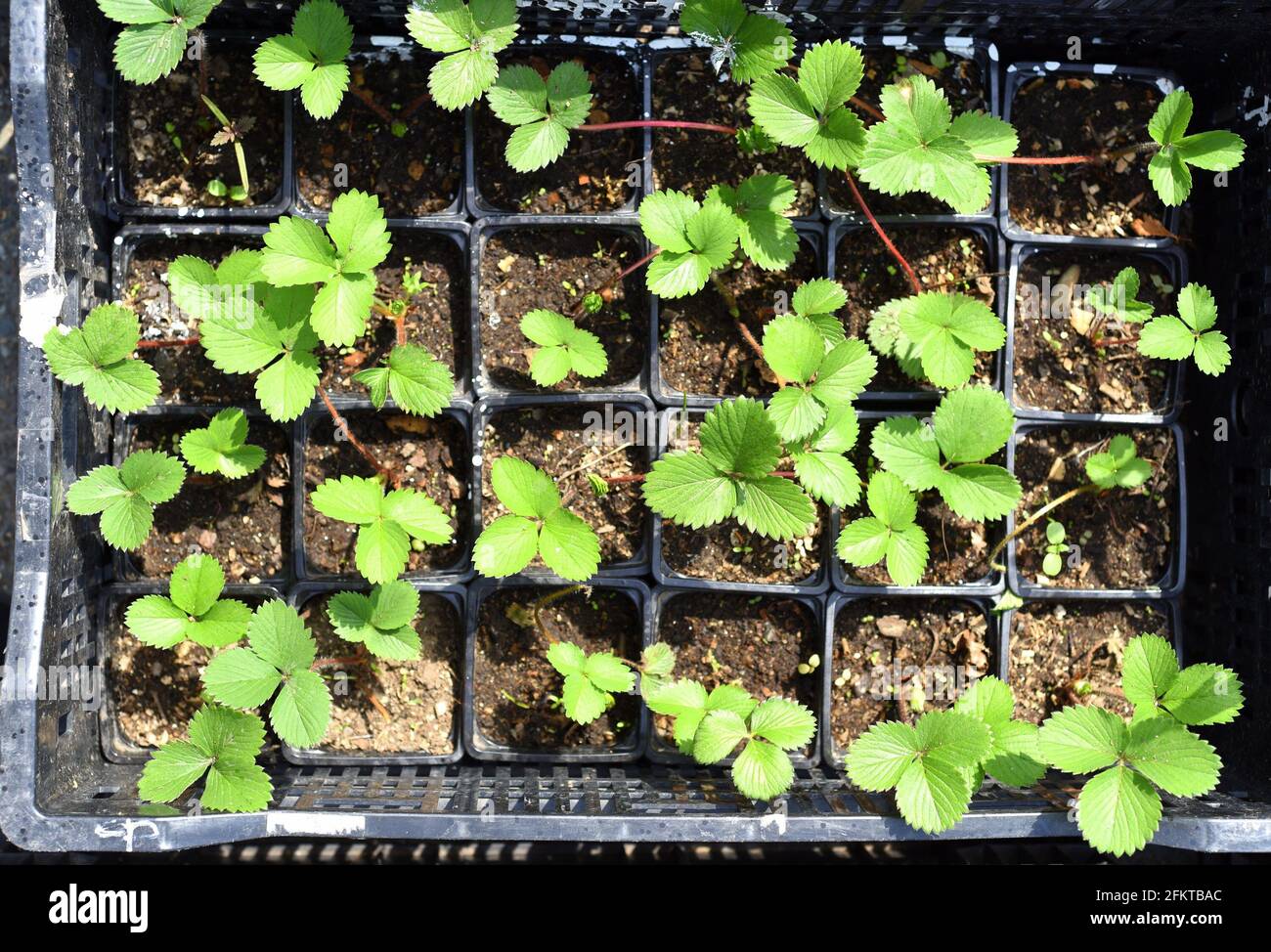 Plantules de fraises poussant dans une boîte Banque D'Images