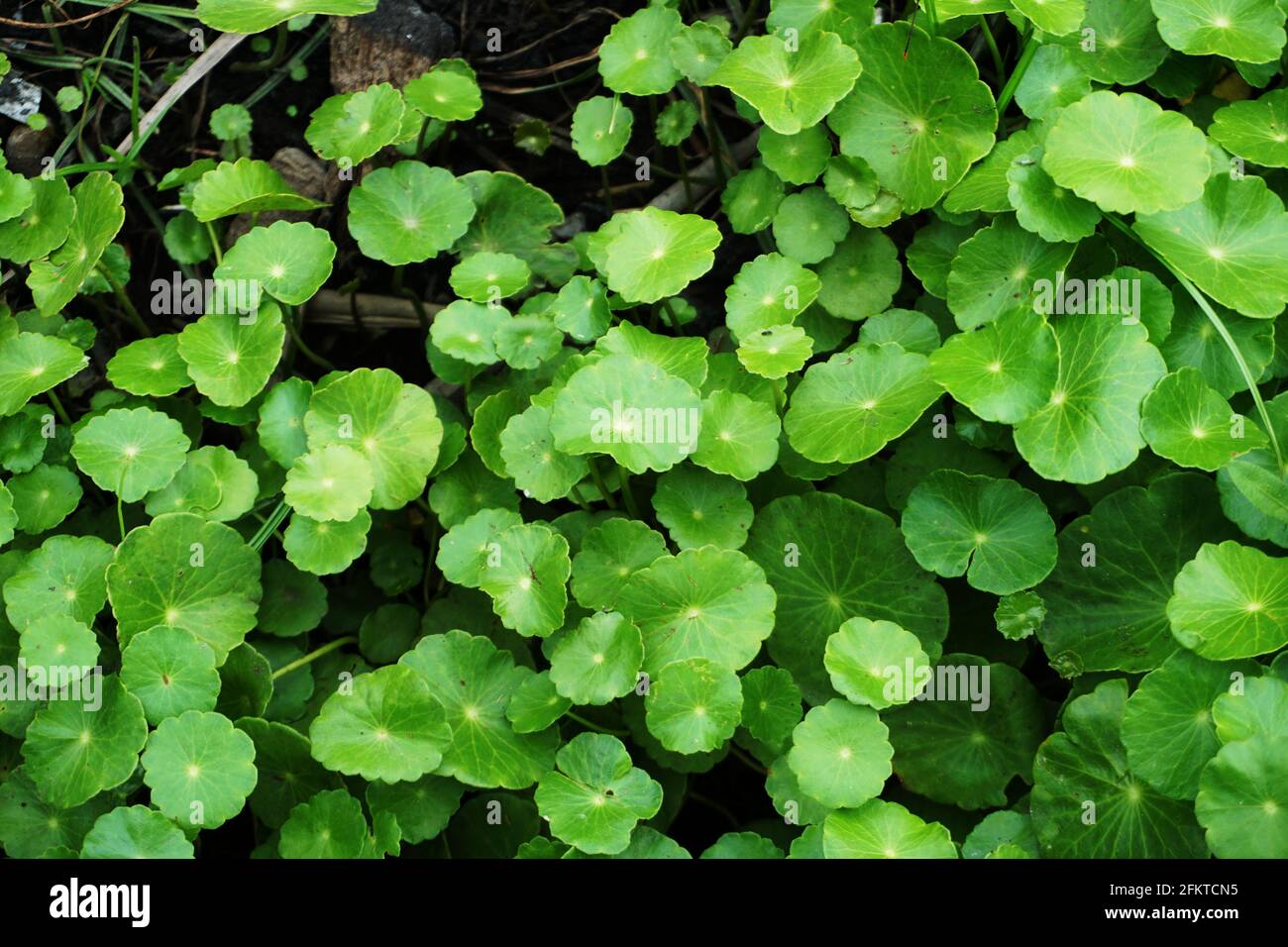 Fond de feuille vert Centella asiatica Banque D'Images