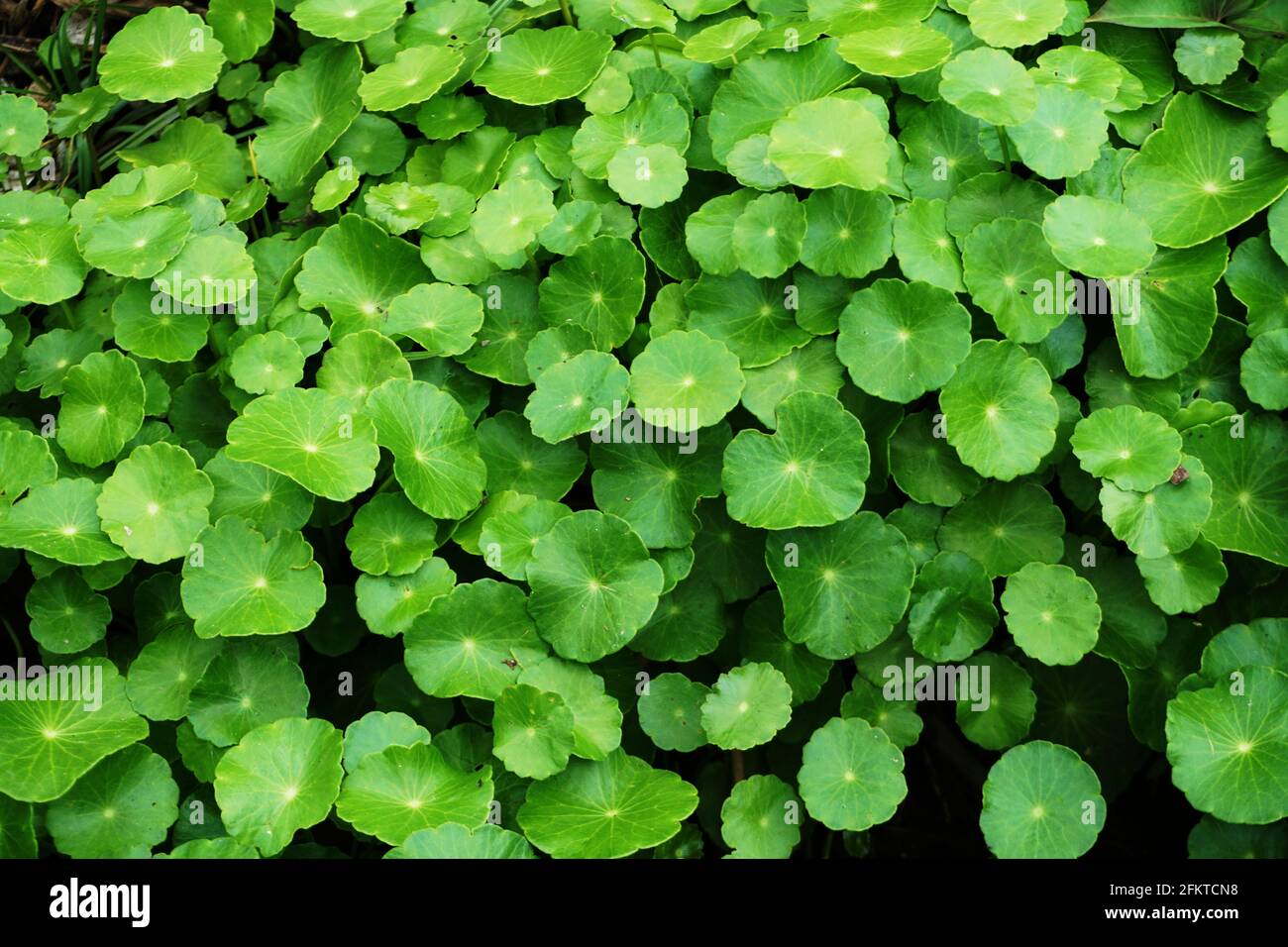 Fond de feuille vert Centella asiatica Banque D'Images
