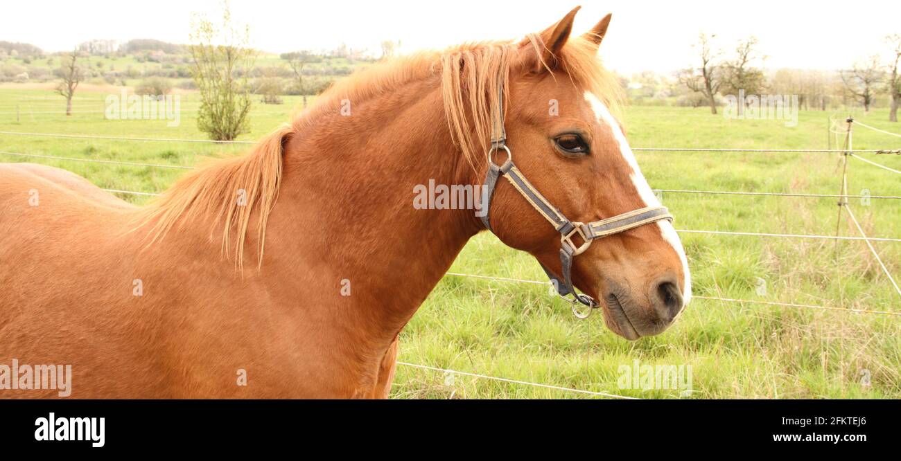 Un beau cheval dans le pâturage Banque D'Images
