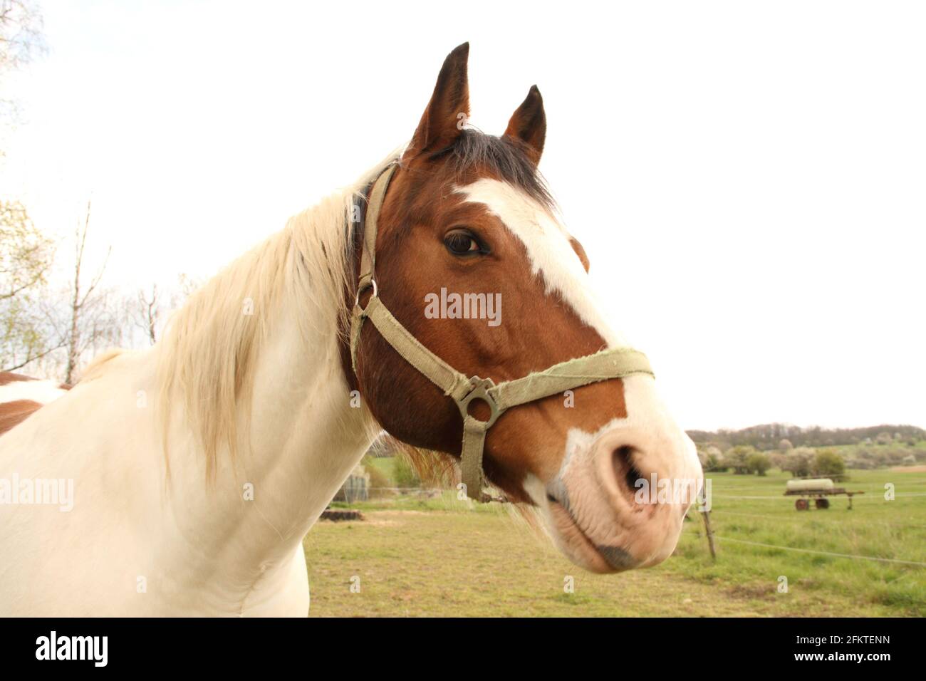 Un beau cheval dans le pâturage Banque D'Images
