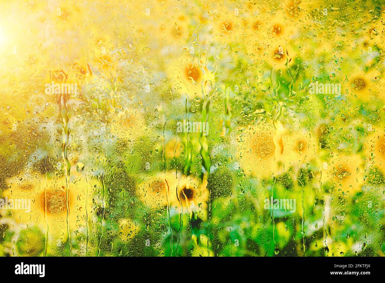 Champ de fond avec des tournesols derrière le verre humide en gouttes après pluie Banque D'Images