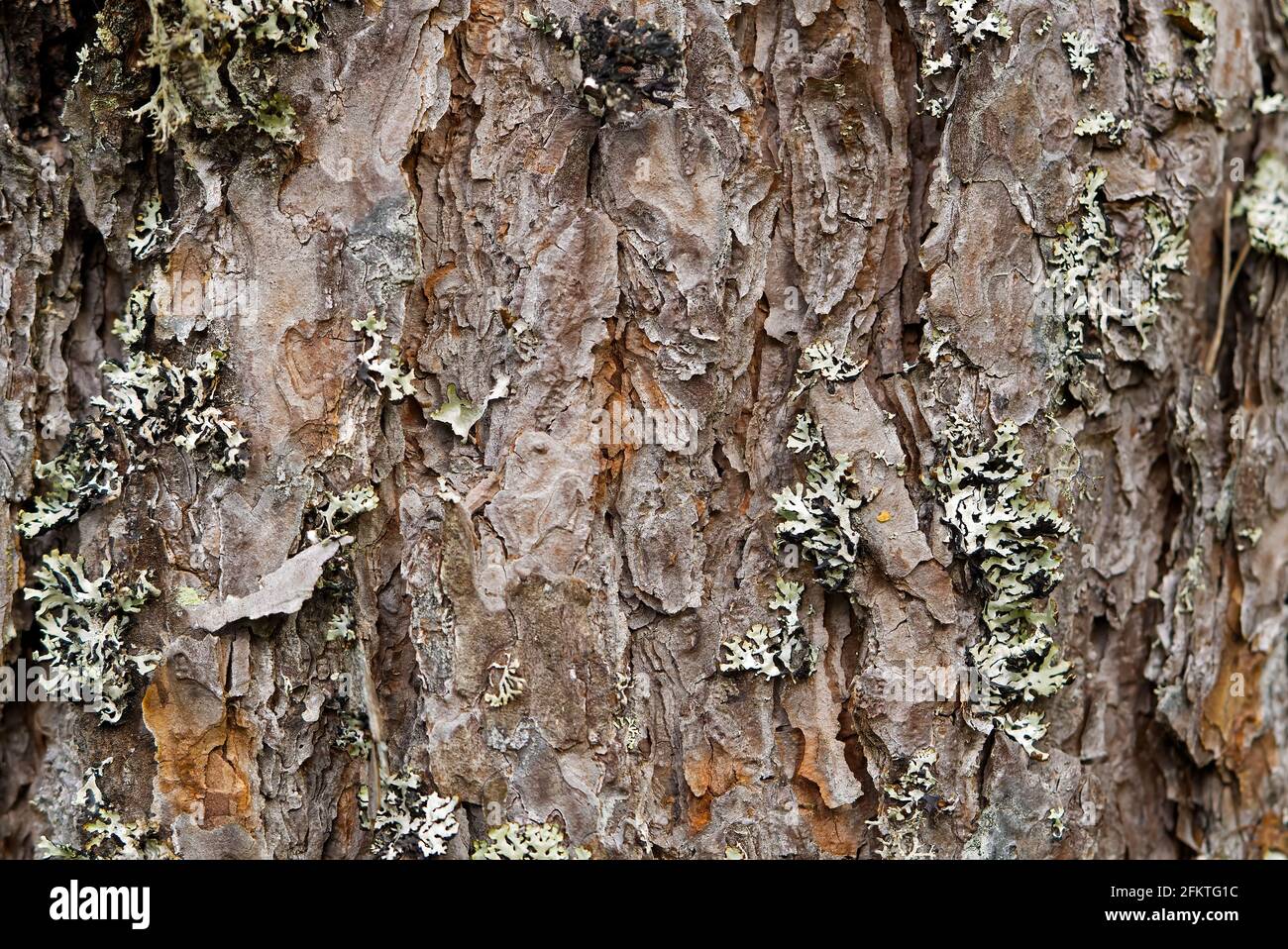 Texture du pin nordique, écorce. Structure naturelle de l'écorce de pin. Arrière-plan Banque D'Images