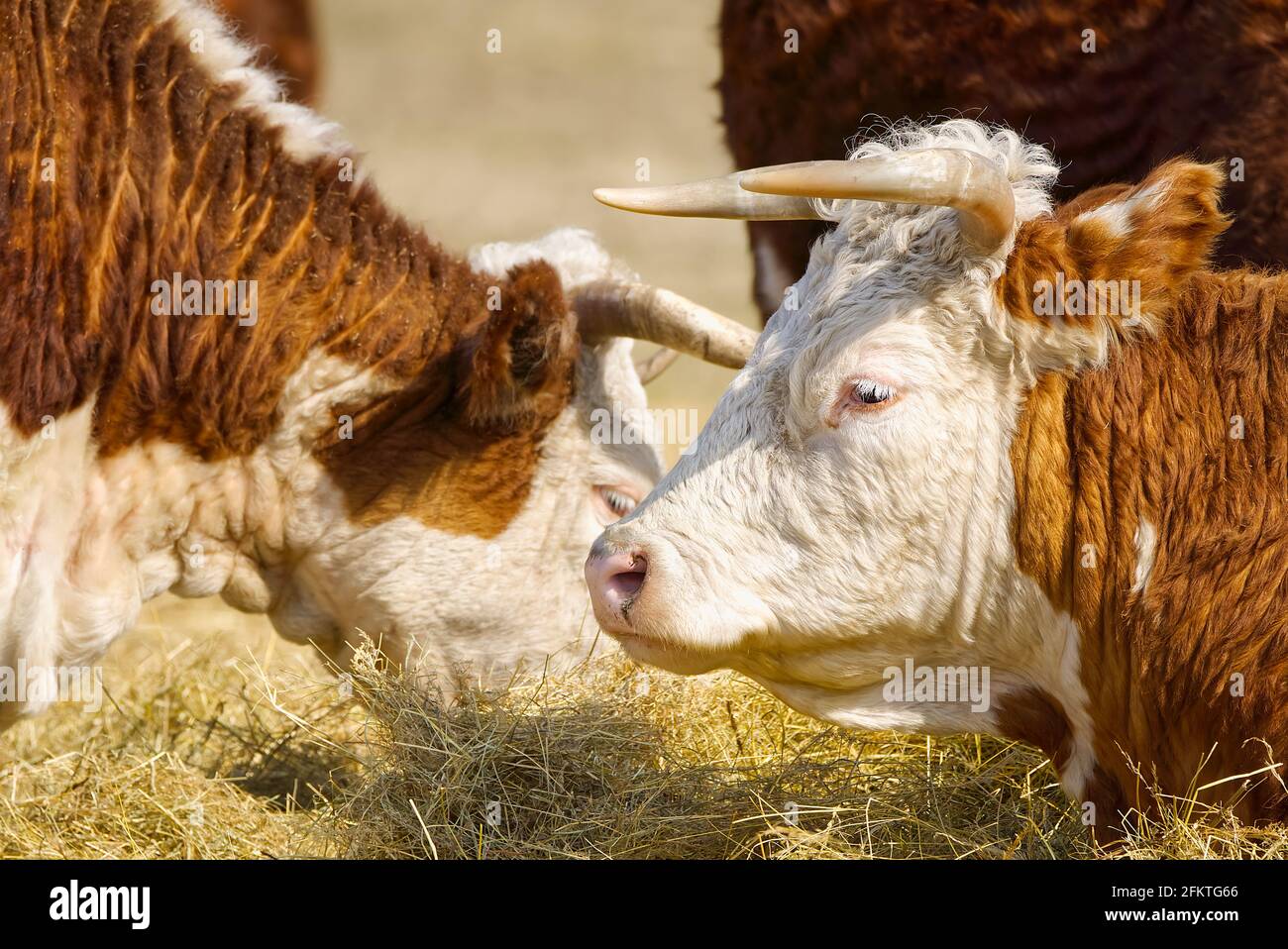 Chandler Herefords Portrait de vache. Vache peinte marron et blanche. Jolie vache orange à tête blanche Banque D'Images