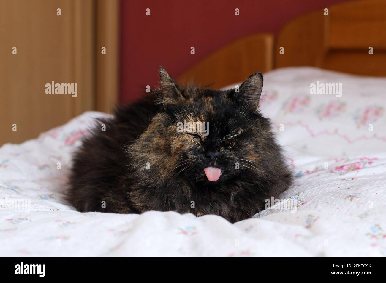 Le Chat A Fourrure Se Trouve Dans Le Lit Avec La Langue Coincee Aspect Assez Drole Terne Ou Degoute Mais C Est A Cause De La Maladie De Gomme Photo Stock Alamy