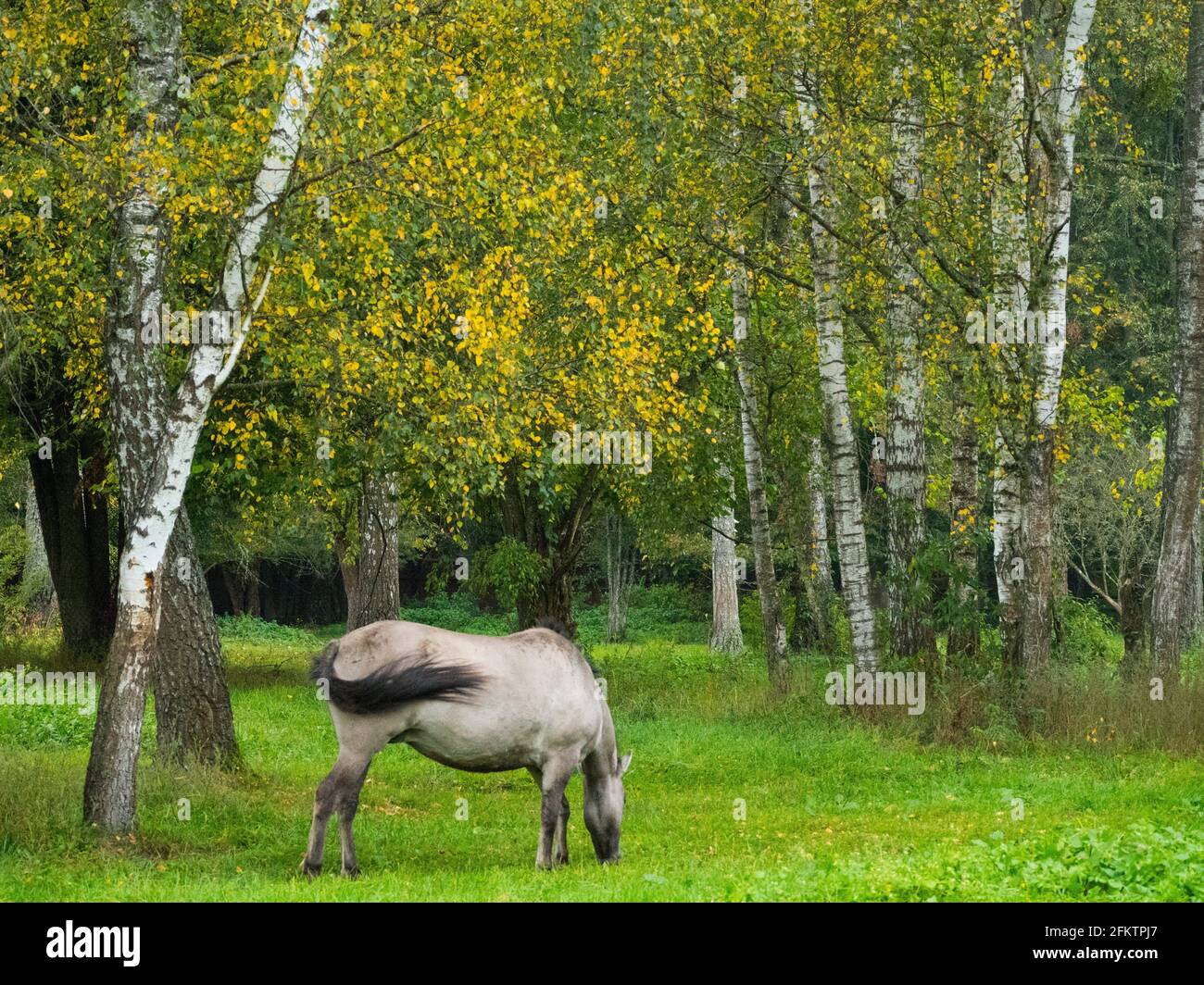 Pologne. Parc national de Bialowieza. Le Konik (polonais Konik Polski) est un poney originaire de Pologne Banque D'Images