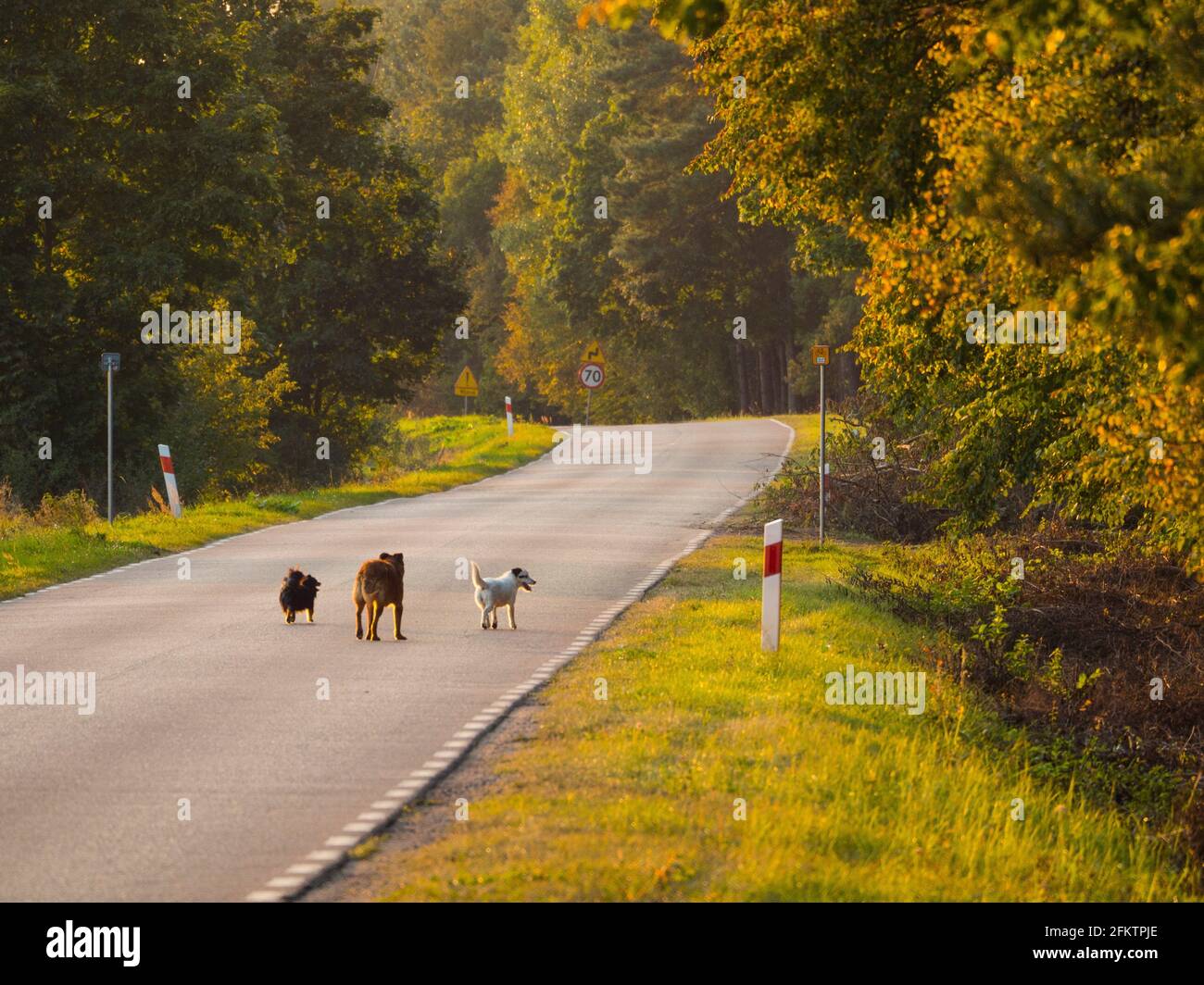 Pologne. Trois chiens-amis sur une route Banque D'Images