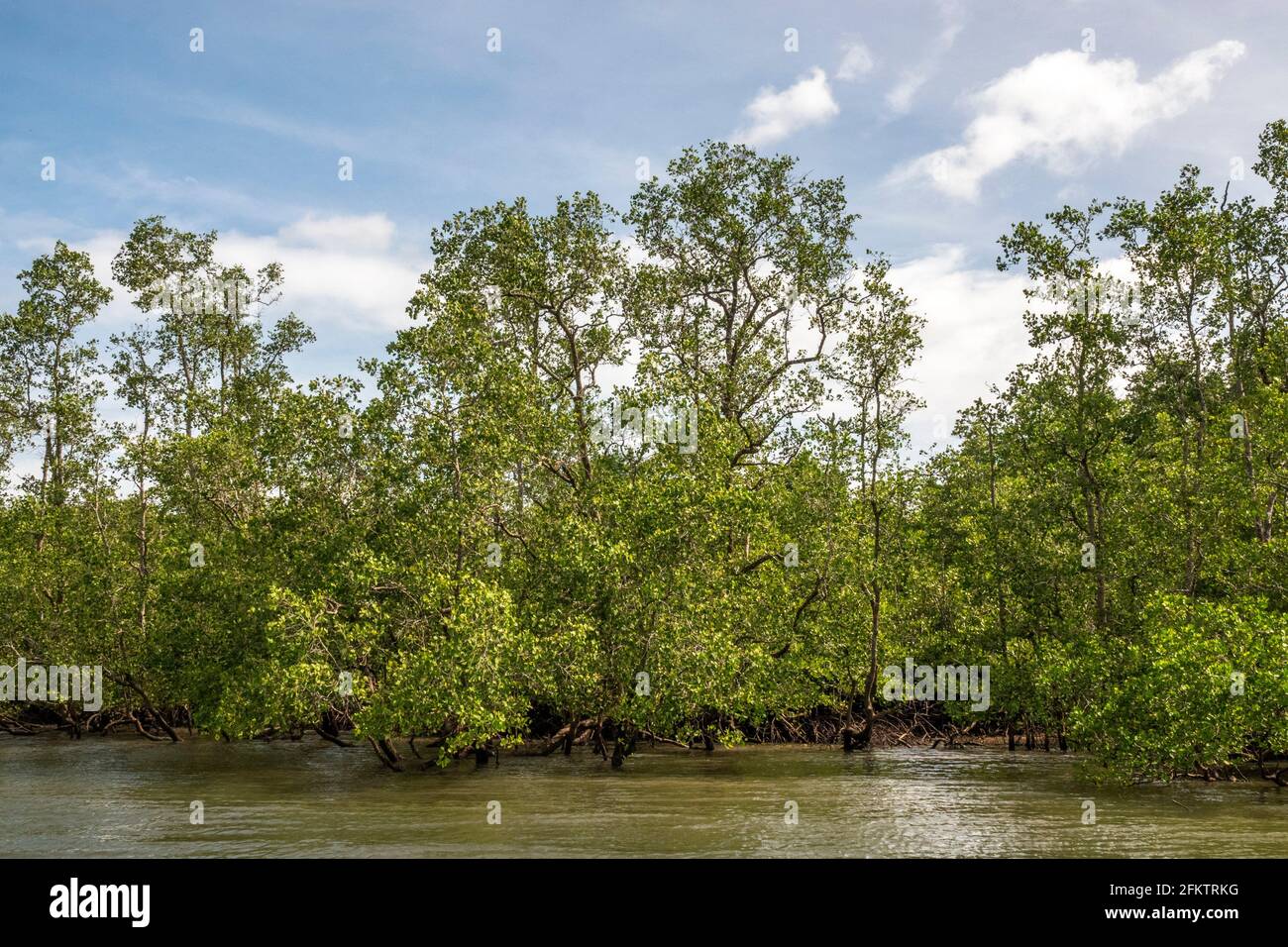 Croisière le long de la rive aérienne de Sibu Laut-Telaga, Matang, Sarawak, Malaisie Banque D'Images