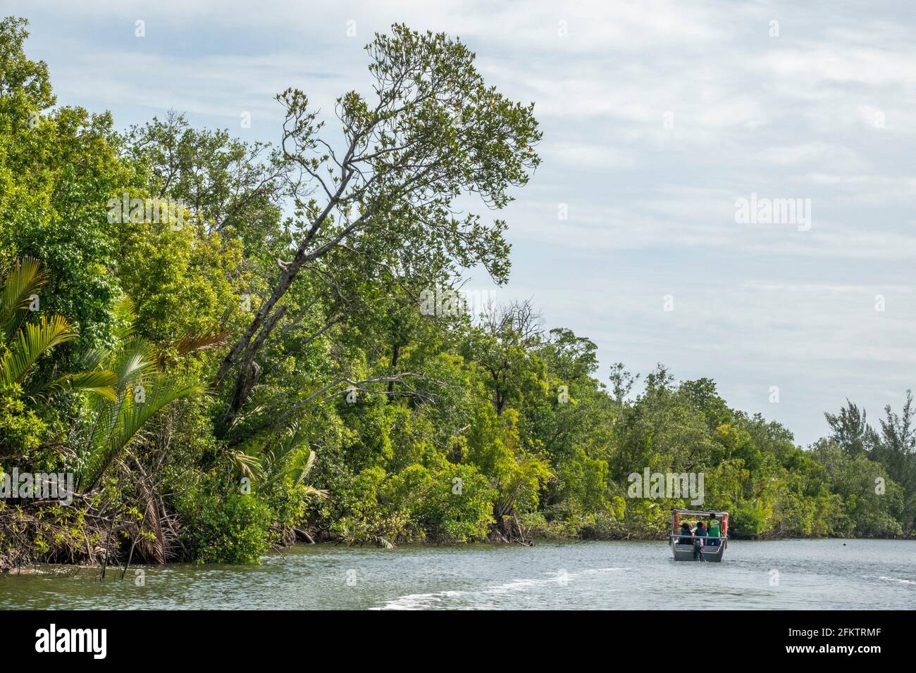 Croisière le long de la rive aérienne de Sibu Laut-Telaga, Matang, Sarawak, Malaisie Banque D'Images
