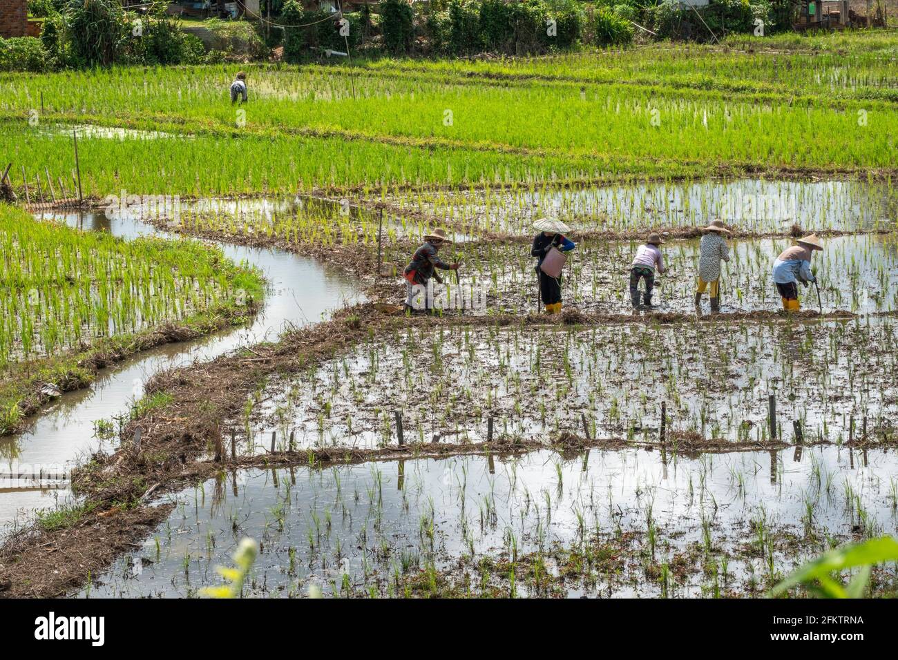 Champ de riz à Tebedu, Serian, Sarawak, Malaisie orientale Banque D'Images