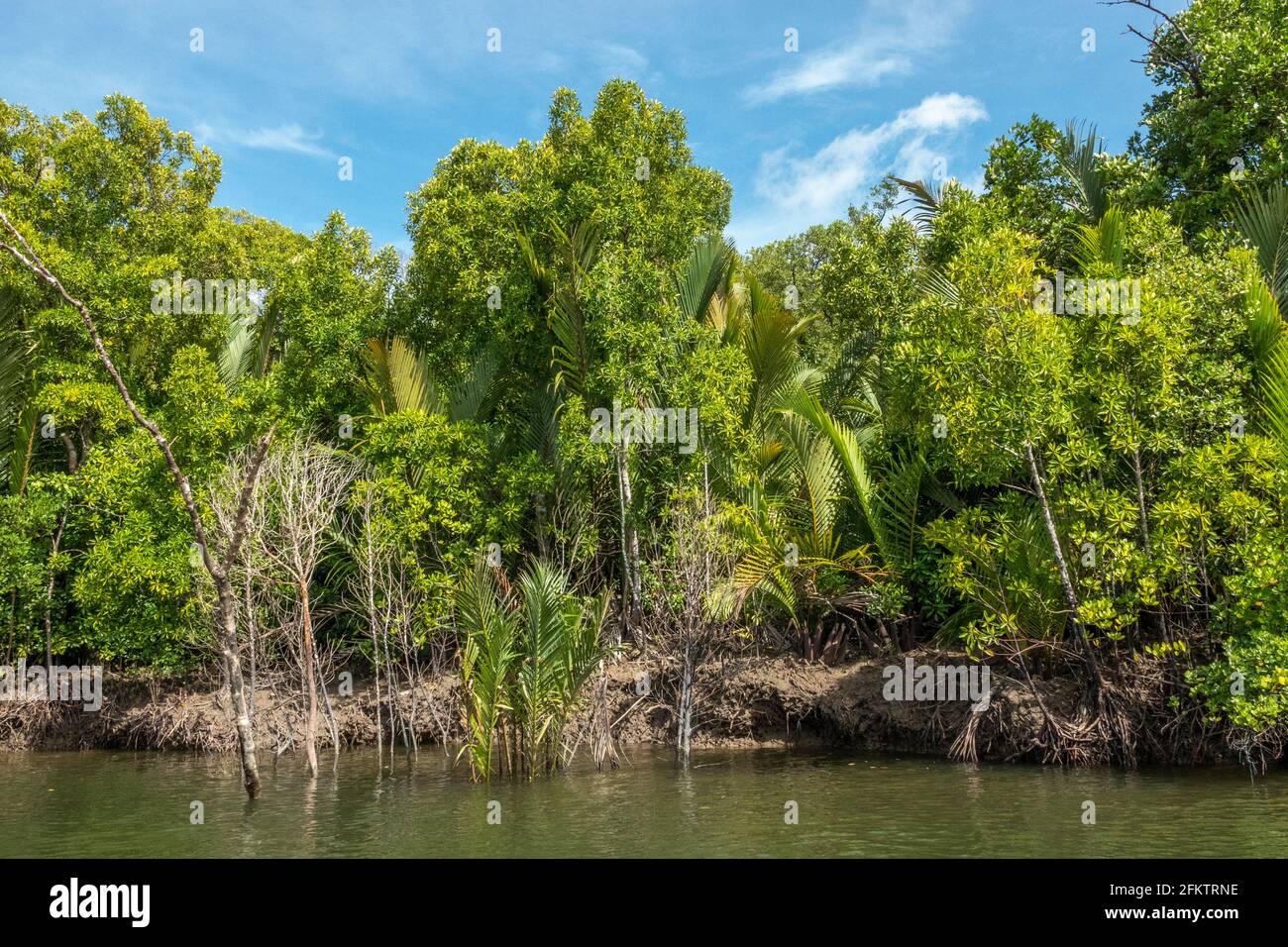 Croisière le long de la rive aérienne de Sibu Laut-Telaga, Matang, Sarawak, Malaisie Banque D'Images