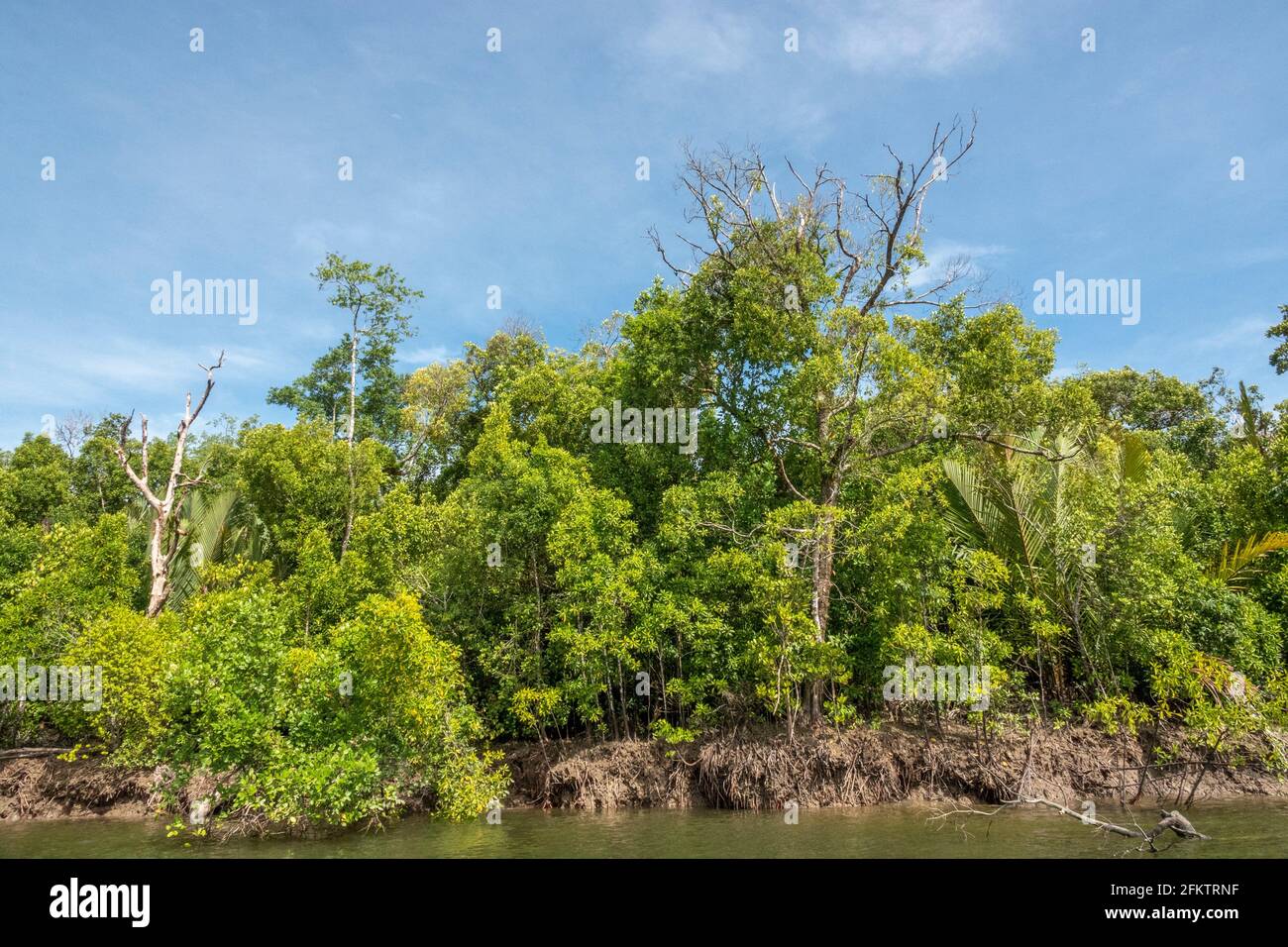 Croisière le long de la rive aérienne de Sibu Laut-Telaga, Matang, Sarawak, Malaisie Banque D'Images