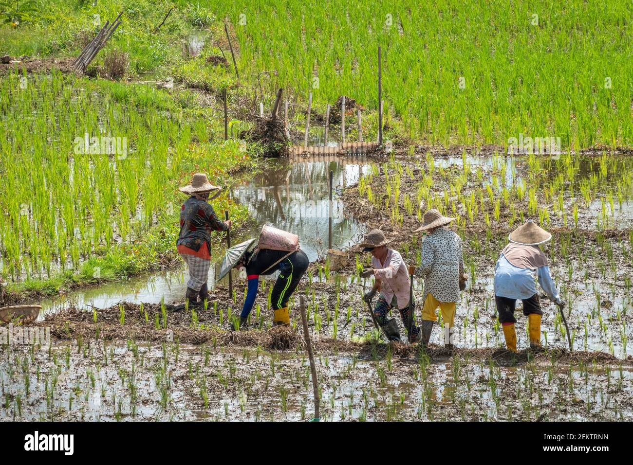 Champ de riz à Tebedu, Serian, Sarawak, Malaisie orientale Banque D'Images
