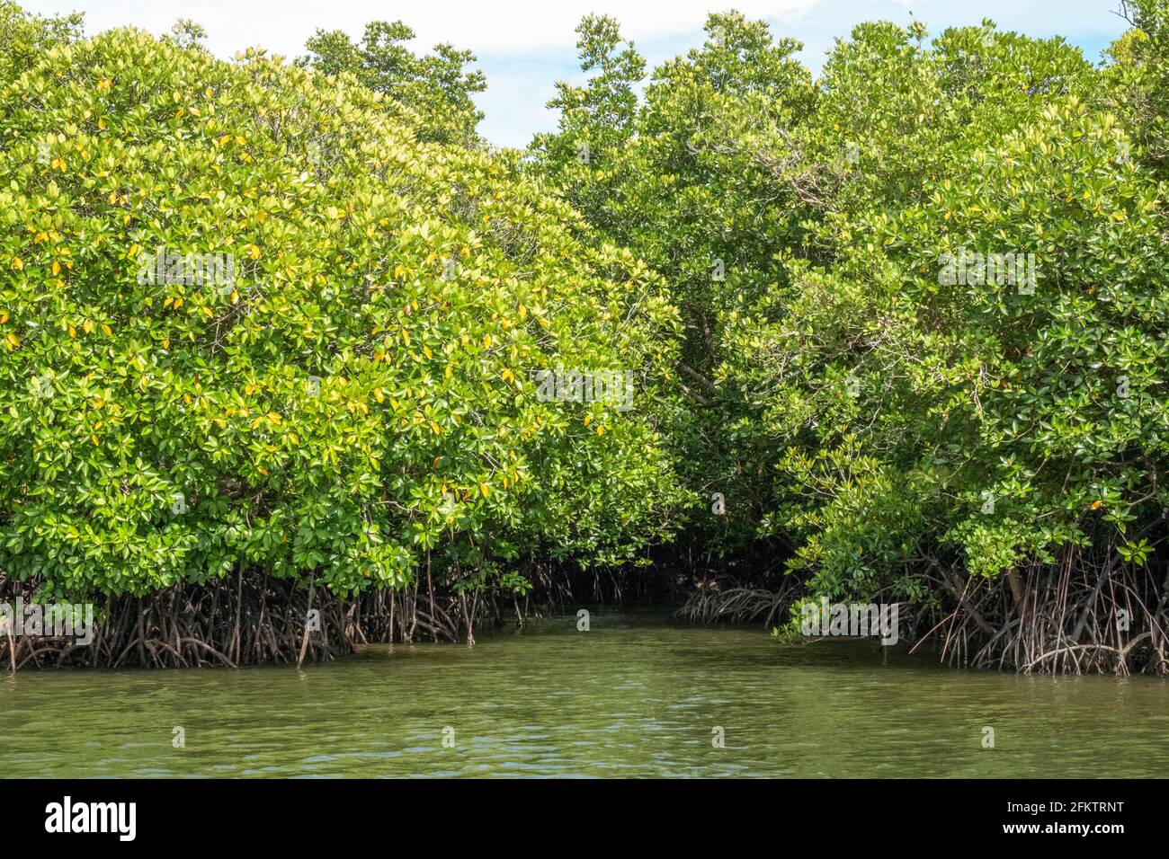 Croisière le long de la rive aérienne de Sibu Laut-Telaga, Matang, Sarawak, Malaisie Banque D'Images