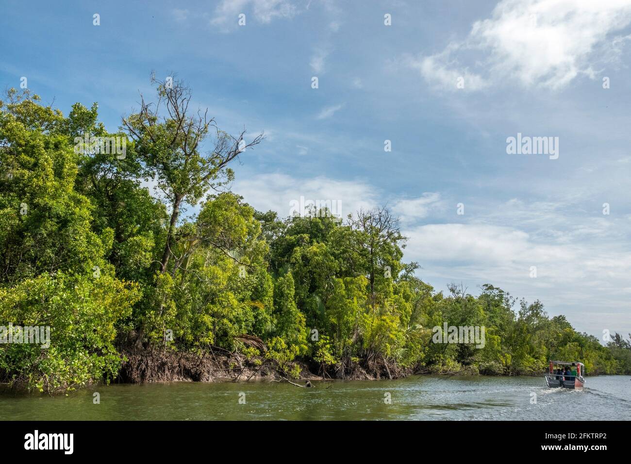Croisière le long de la rive aérienne de Sibu Laut-Telaga, Matang, Sarawak, Malaisie Banque D'Images