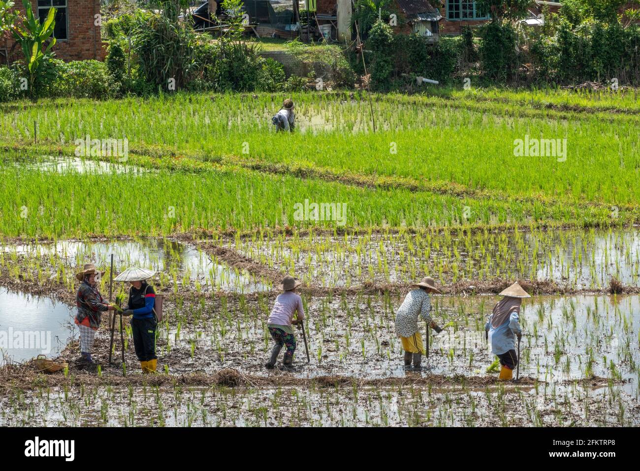 Champ de riz à Tebedu, Serian, Sarawak, Malaisie orientale Banque D'Images