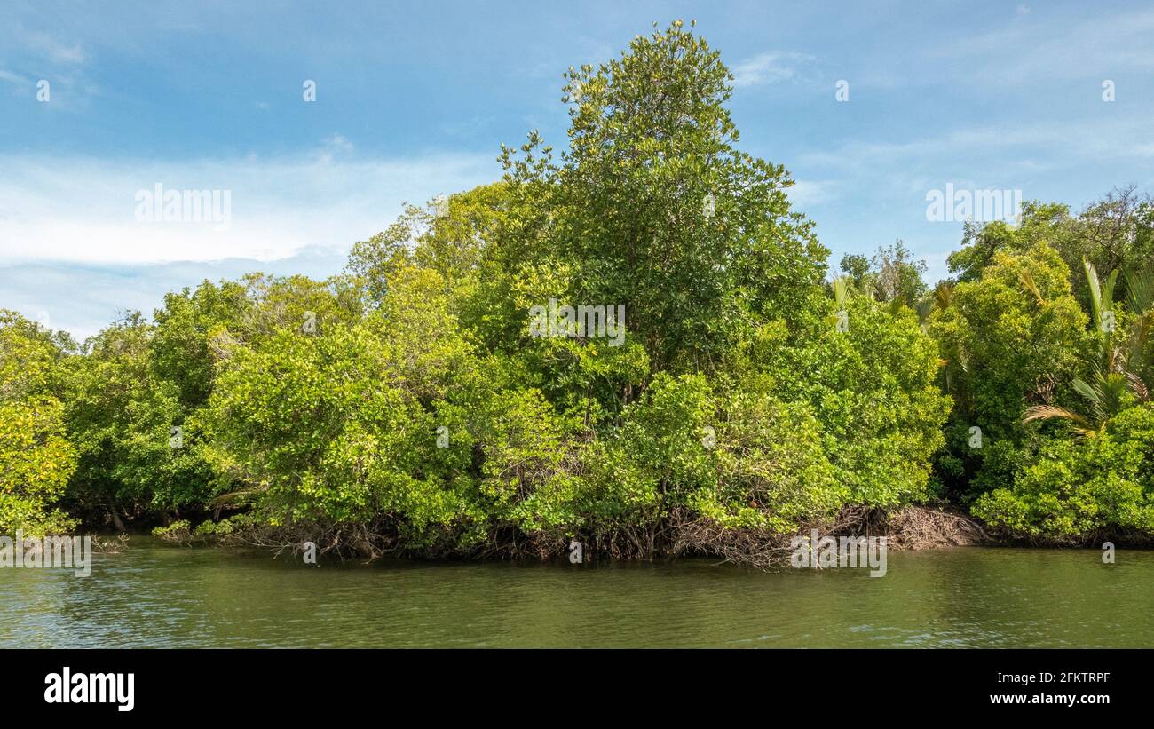Croisière le long de la rive aérienne de Sibu Laut-Telaga, Matang, Sarawak, Malaisie Banque D'Images