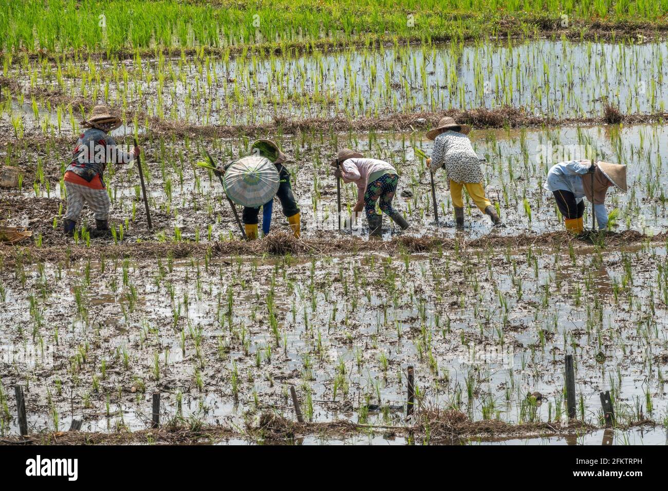 Champ de riz à Tebedu, Serian, Sarawak, Malaisie orientale Banque D'Images