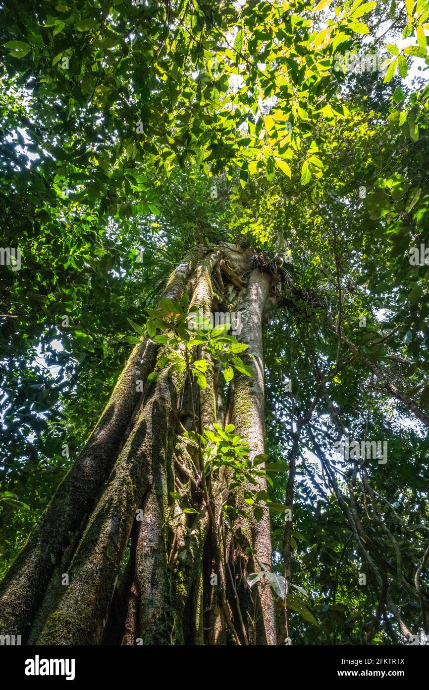 Arbres à Abba Paradise, Taiton, Bau, Sarawak, Malaisie orientale Banque D'Images