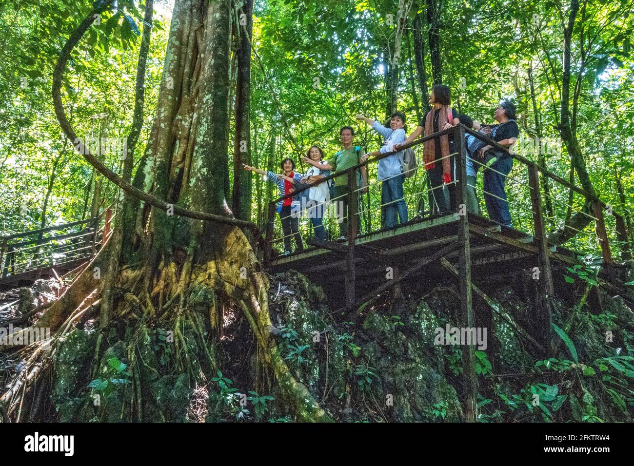 Arbres à Abba Paradise, Taiton, Bau, Sarawak, Malaisie orientale Banque D'Images