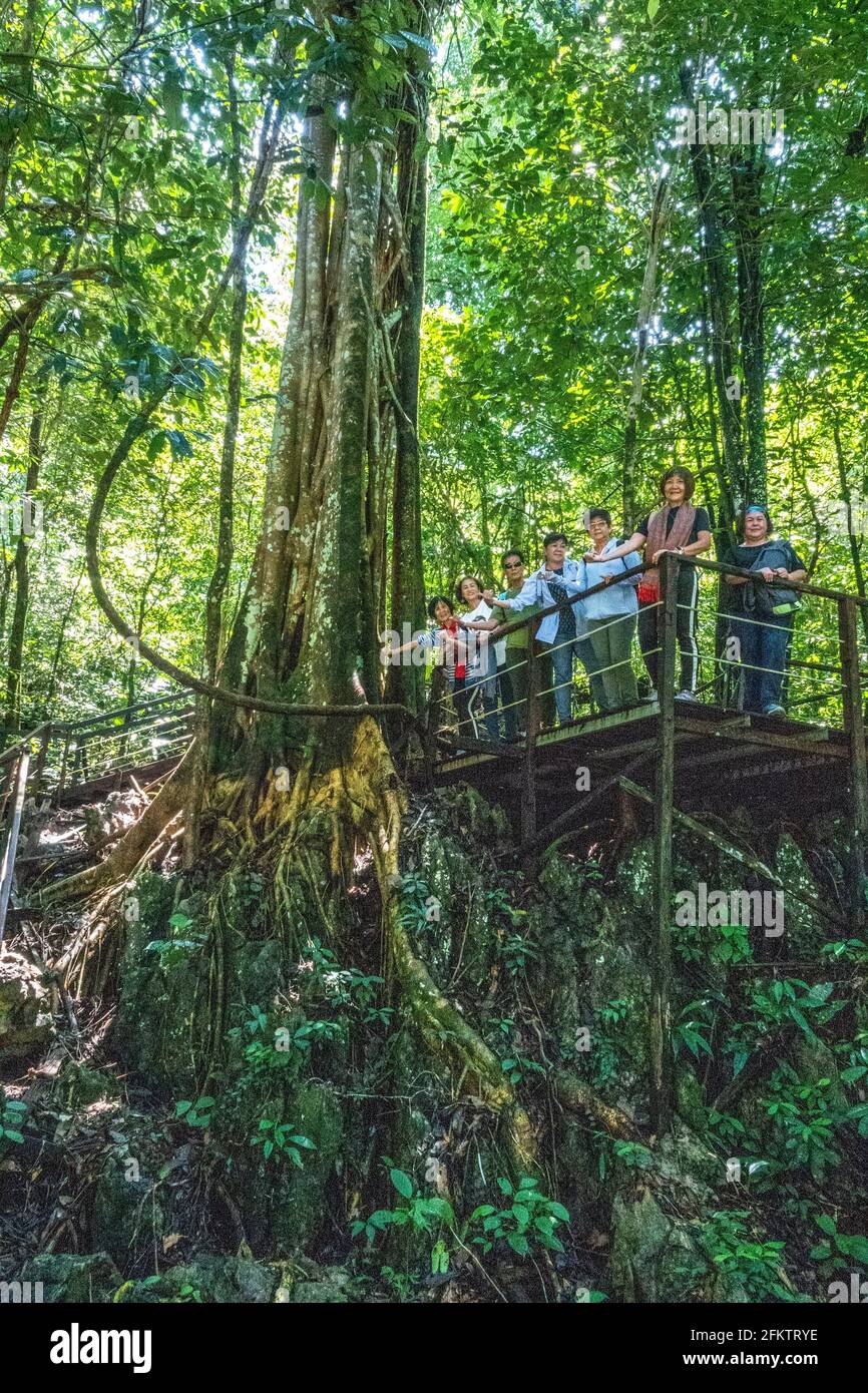Arbres à Abba Paradise, Taiton, Bau, Sarawak, Malaisie orientale Banque D'Images