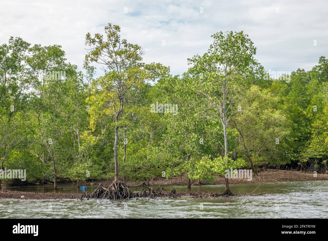 Croisière le long de la rive aérienne de Sibu Laut-Telaga, Matang, Sarawak, Malaisie Banque D'Images