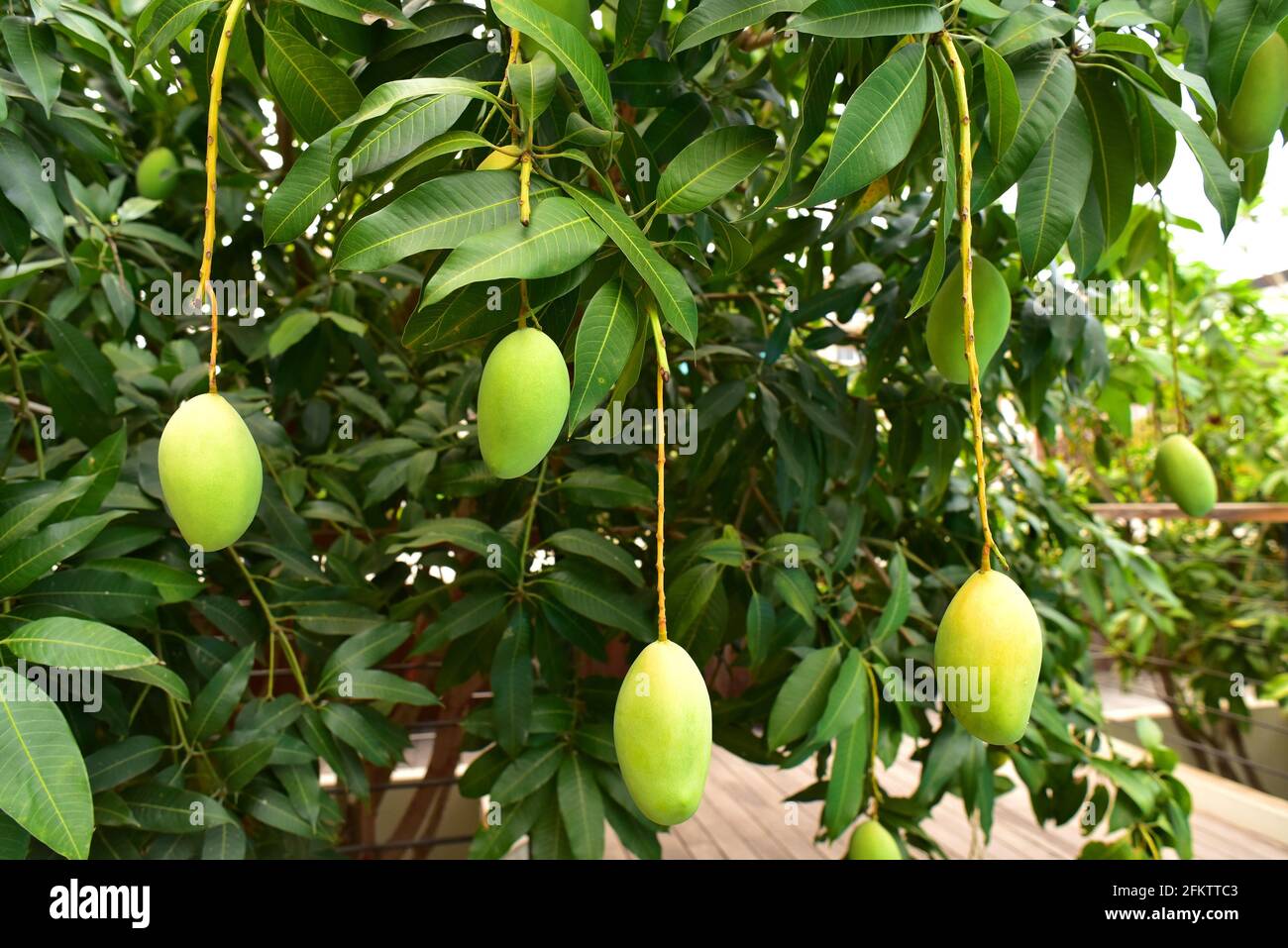 Le mangue (Mangifera indica) est un arbre à feuilles persistantes largement cultivé pour ses