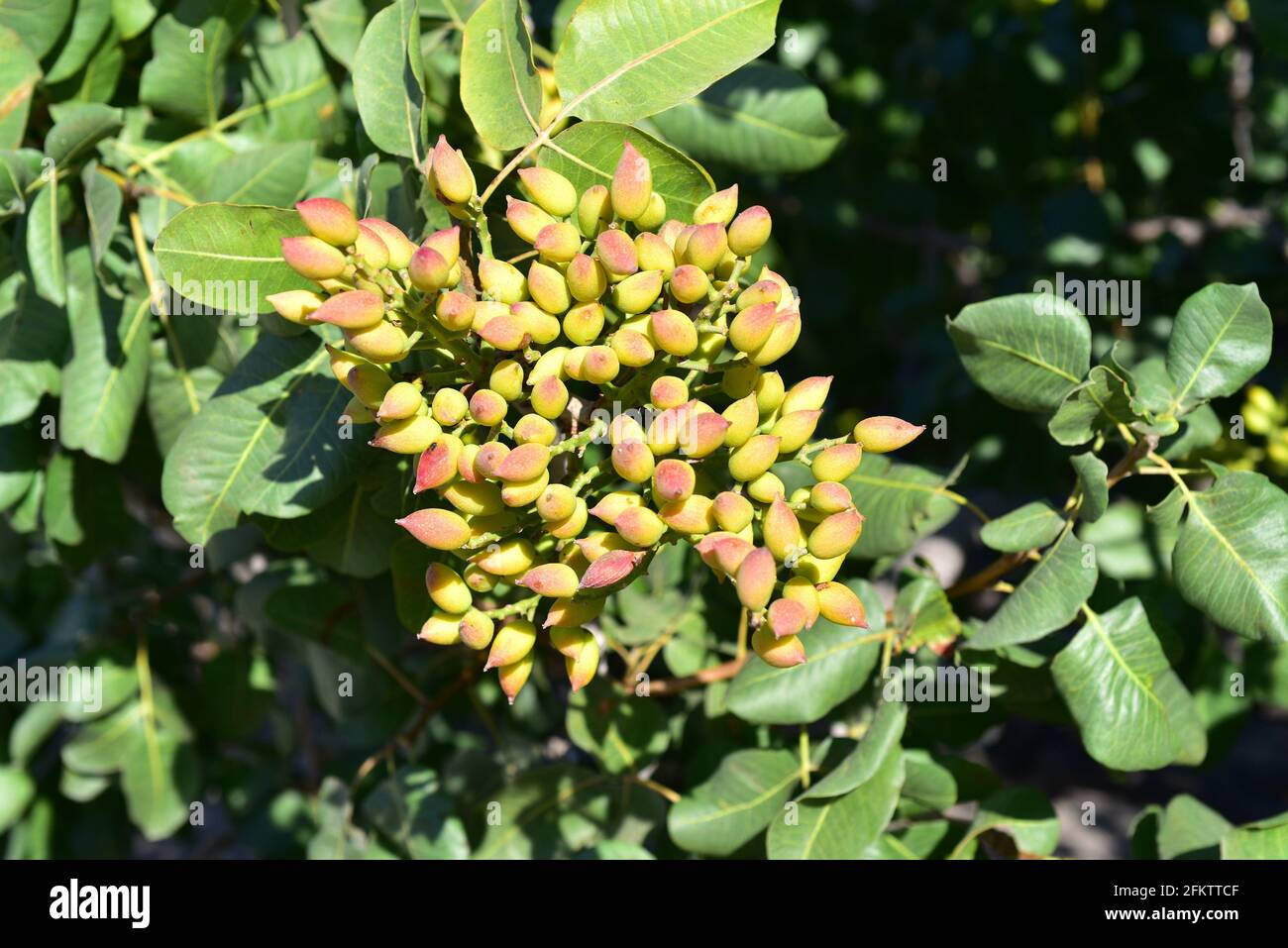 Le pistachio (Pistacia vera) est un arbre à feuilles caduques originaire d'Asie centrale et largement cultivé pour ses graines comestibles. Cette photo a été prise à Santorin Banque D'Images