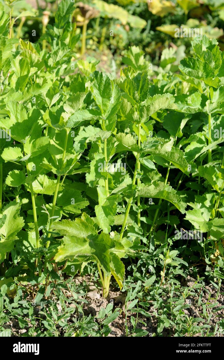 Le Parsnip (Pastinaca sativa) est une plante annuelle ou bisannuelle cultivée pour ses racines comestibles. Banque D'Images