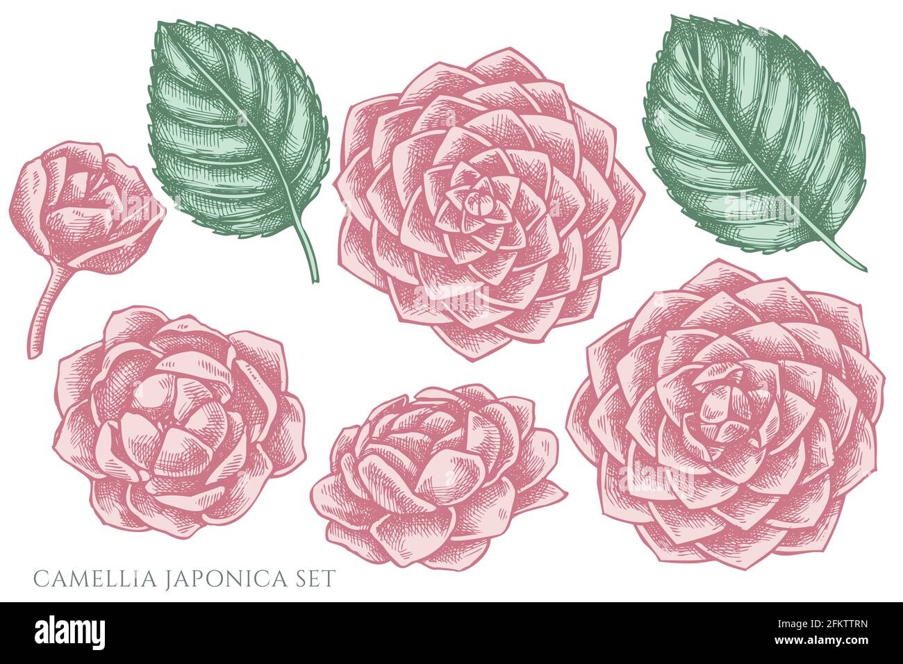 Ensemble vectoriel de camélia pastel à la main japonica Illustration de Vecteur