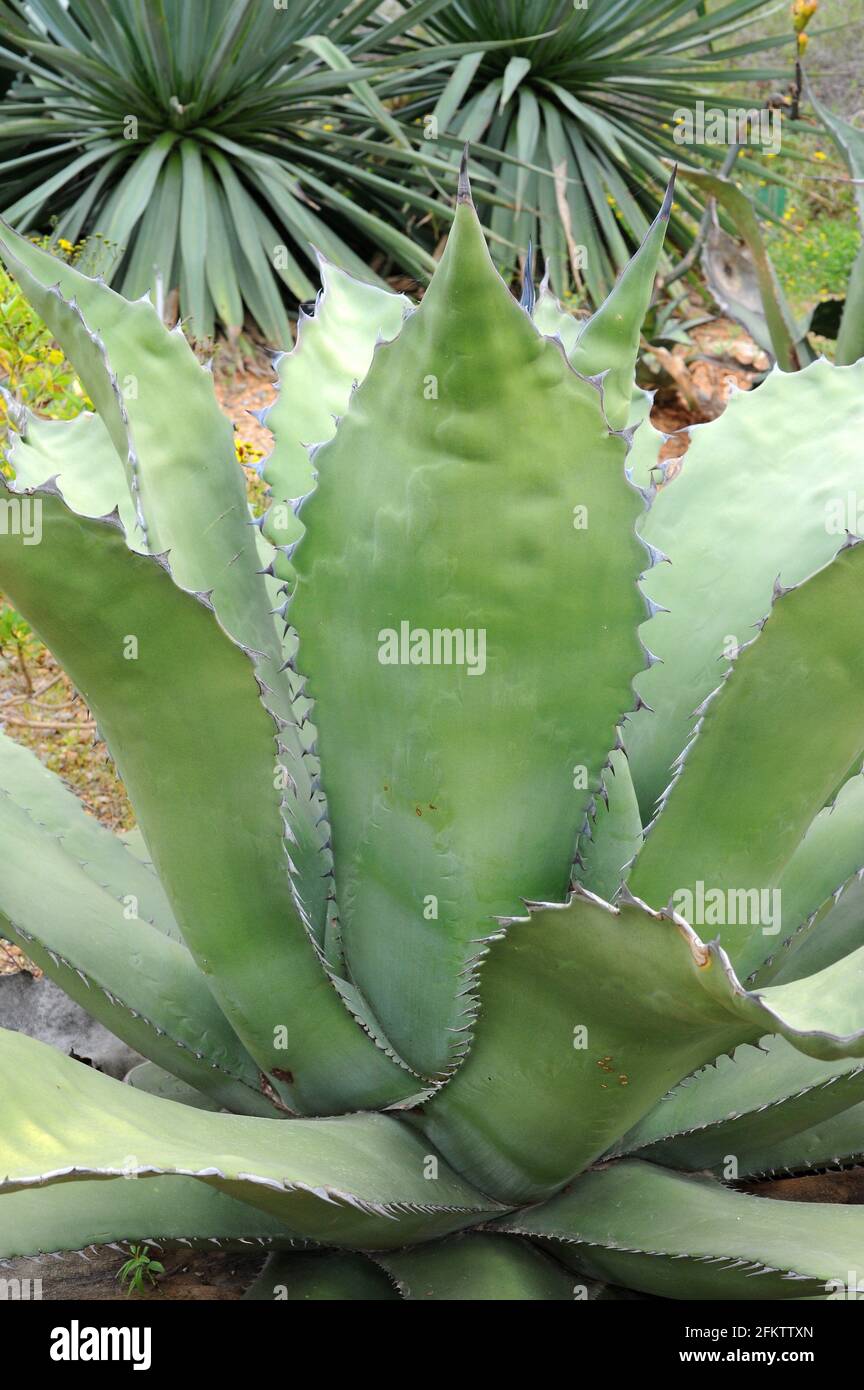 Agave salmiana ferox est une sous-espèce de magüey pulquero avec des épines robustes. Rosace. Banque D'Images