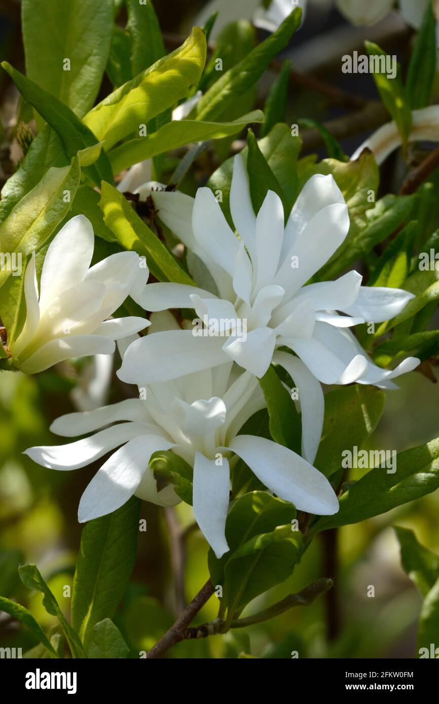 Fleur blanche de la Magnolia stellata Banque D'Images