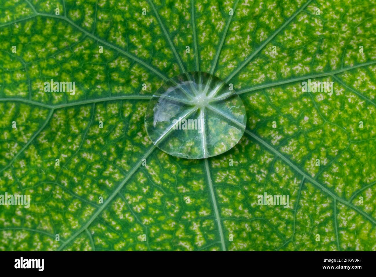 Goutte d'eau de pluie sur une feuille de nasturtium malade avec venation dans nature - macrophotographie de gros plan extrême Banque D'Images