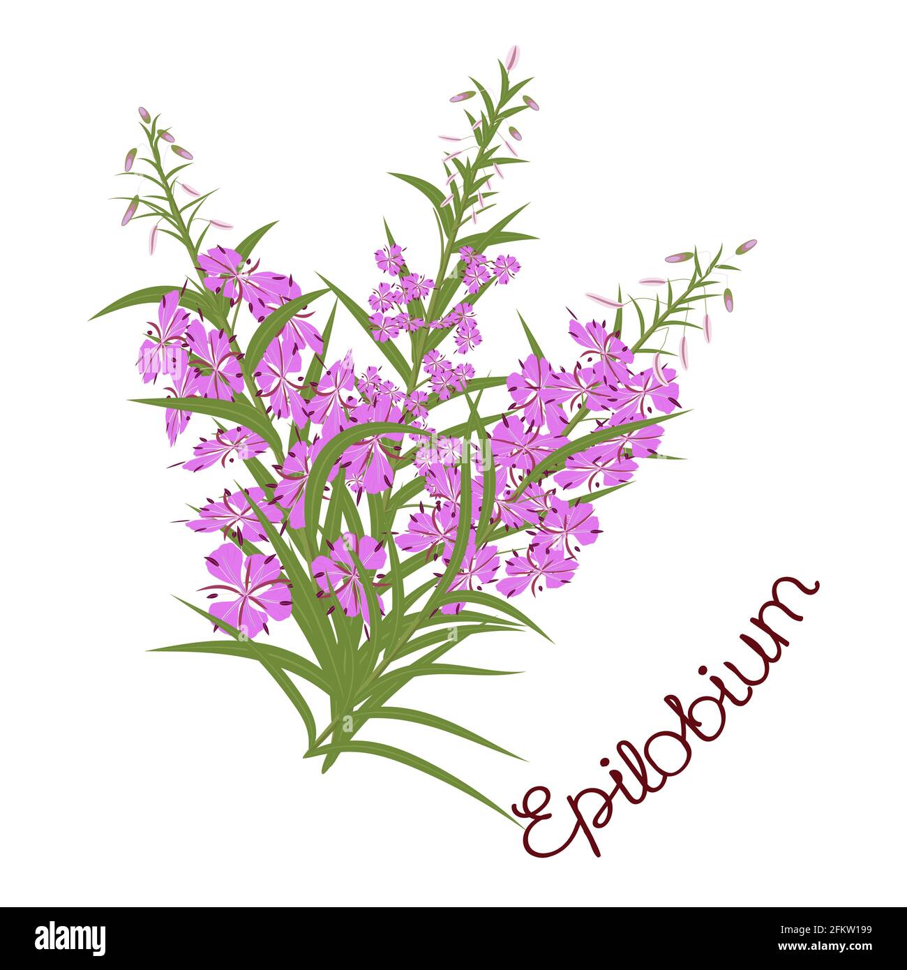 Fireweed (Rosebay Willowherb), Willow-Herb, ivan-tea plante médicinale. Fireweed, saule-herbe, ivan-thé plante médicinale. Inscription avec le nom de la plante. Illustration de Vecteur