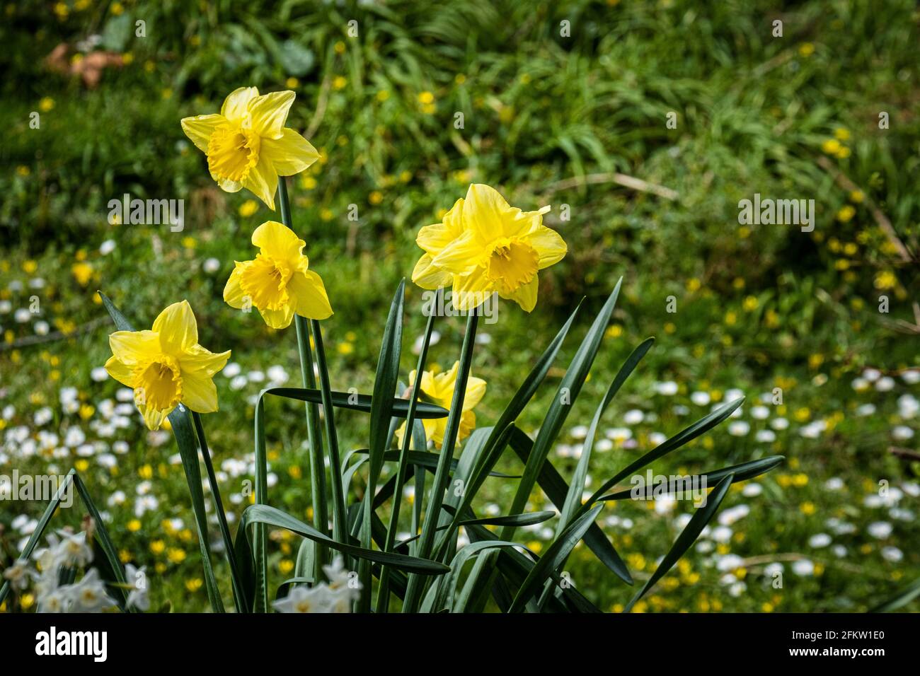Jonquilles Narcisse croissant dans la campagne. Banque D'Images