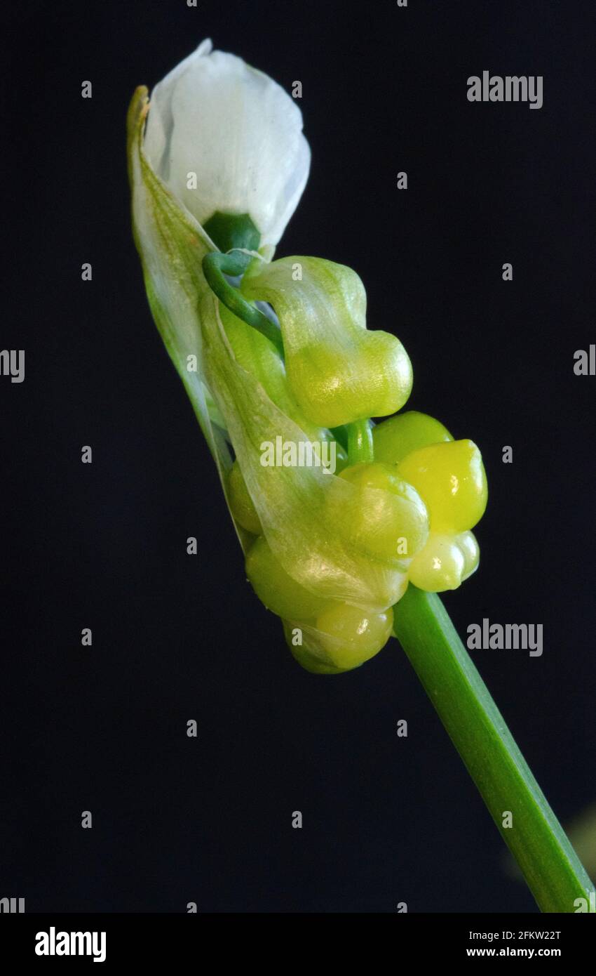 La fleur caractéristique de l'ail à quelques fleurs, originaire de la région du Caucase. Les bulbilles sont de petites ampoules qui proviennent de l'inflorescence Banque D'Images