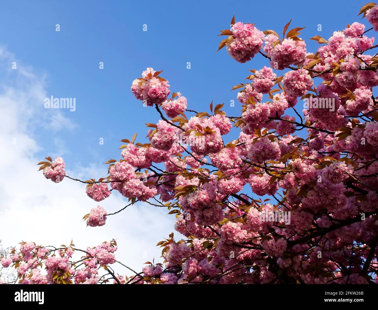 Floraison des Cerisiers au Japon Banque D'Images