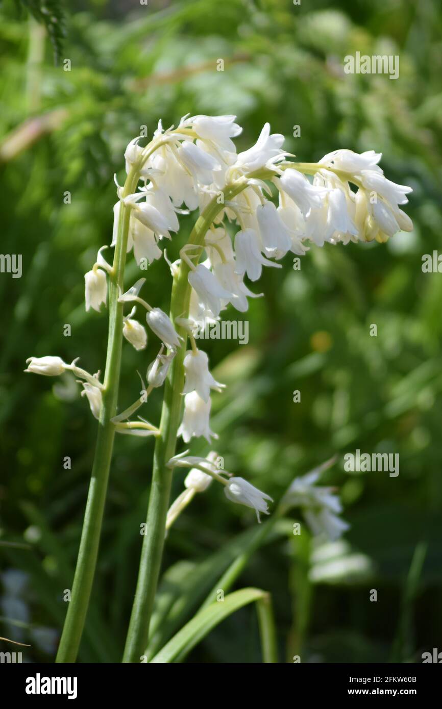 Jacinthe des bois blancs Banque D'Images