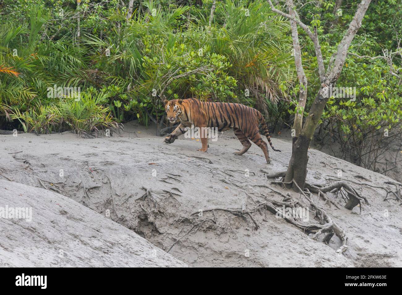 Jeune homme dominant tigre du Bengale marchant et regardant pendant la période de marée basse à la réserve de tigre de Sundarban, Bengale-Occidental, Inde Banque D'Images